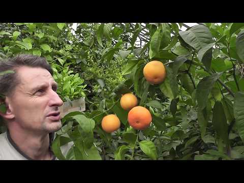 Видео: Мандариновый гибрид Citrus "Clemapo delice"