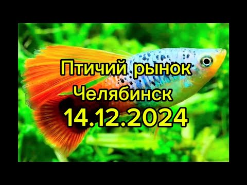 Видео: Холодно. Птичий рынок зимой. Челябинск. 14.12.2024
