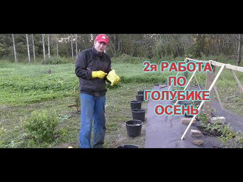 Видео: В АВГУСТЕ МФК ДЛЯ ГОЛУБИКИ. ОСЕНЬ ч.2