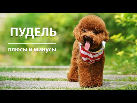 Видео: ПУДЕЛЬ. Плюсы и минусы породы POODLE