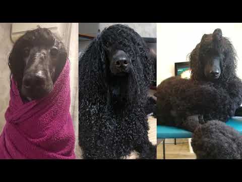 Видео: Королевский пудель