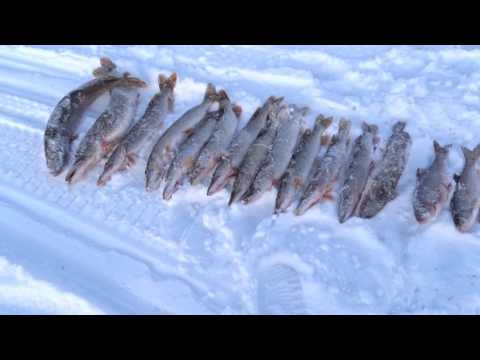 Видео: Налим и щука на жерлицы 11, 12 марта в районе Тобольска
