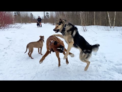 Видео: Лайка Бросилась в атаку🤦‍♂️ Бой собак. Лайка против Боксёра