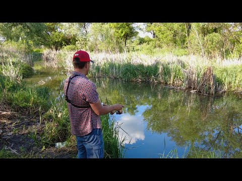 Видео: 5 ВИДОВ РЫБ НА МОРМЫШКУ - КАК ИХ ЛОВИТЬ! Рыбалка на мормышинг для начинающих