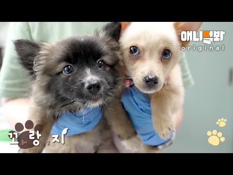 Видео: День усыновления Манчкинса, о котором они мечтали