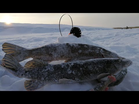 Видео: ФЛЮР ИЛИ МЕТАЛЛ, ЧТО ЛУЧШЕ? Рыбалка на жерлицы зимой, ловля щука на флажки