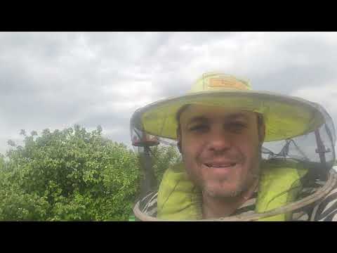 Видео: Как подсадить неплодную матку . С большим процентом принятия.