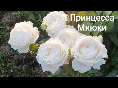 Видео: Мои японские розы.2024.
