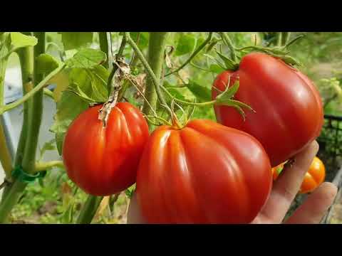 Видео: Одна теплица отработала. Часть 2. 07.09.25