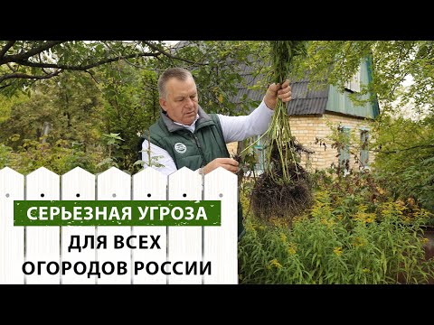 Видео: ВНИМАНИЕ всем садоводам! Остановите ЭПИДЕМИЮ ЗОЛОТАРНИКА Канадского