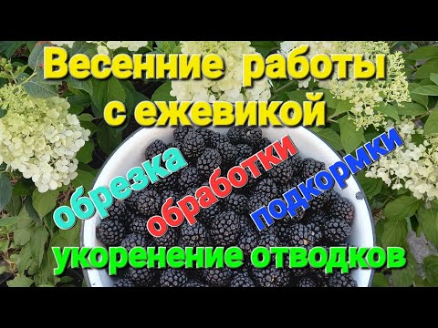 Видео: Весенние работы с ежевикой. Обрезка, обработка,  подкормки.
