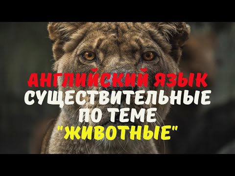 Видео: Английские существительные (животные)