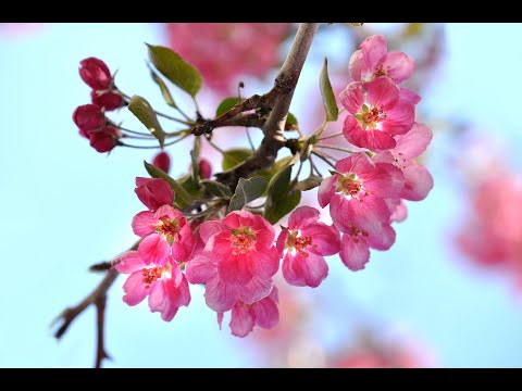 Видео: Таулар биек