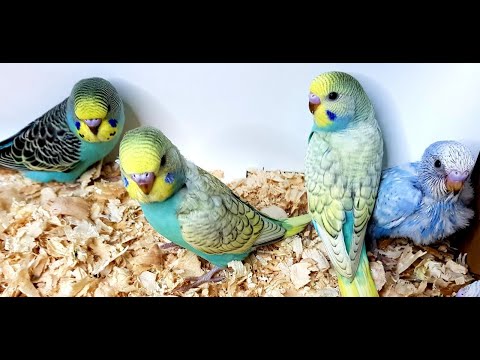 Видео: ЧТО ДЕЛАЮТ ПТЕНЦЫ ВОЛНИСТЫХ ПОПУГАЕВ ПОСЛЕ ВЫХОДА ИЗ ГНЕЗДА.