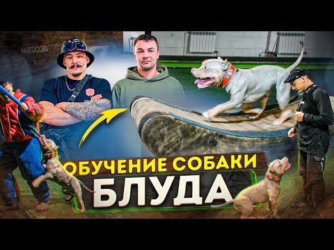 Видео: ОБЗОР НА СОБАКУ ВИКТОРА БЛУДА