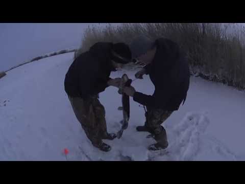 Видео: Жор Щуки по первому льду на древней реке Куланотпес. Парк Юрского Периода!