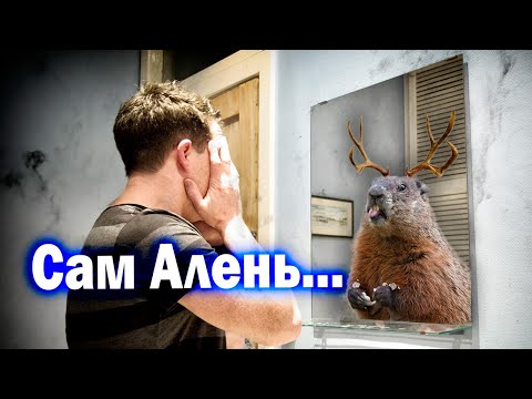 Видео: 968. Аленячий День Сурка..
