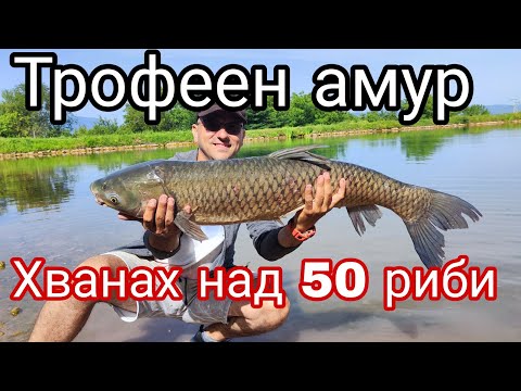 Видео: МЕТОД ФИДЕР РИБОЛОВ на ШАРАН и БЯЛ АМУР! ХВАНАХ МНОГО РИБИ за НЯКОЛКО ЧАСА! ЯЗ. Валого!