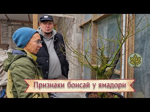 Видео: Важные признаки бонсай / восемь деревьев ямадори