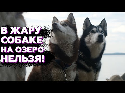 Видео: ТЕПЛОВОЙ УДАР У СОБАКИ | Как не допустить перегрев у ХАСКИ и других собак летом