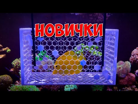 Видео: Новые; рыба 🐠 , ёж, креветка 🦐 и кораллы 🪸 | Морской аквариум