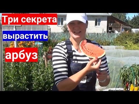 Видео: Не растут арбузы - научим с нуля. Три секрета выращивания арбузов в теплице.