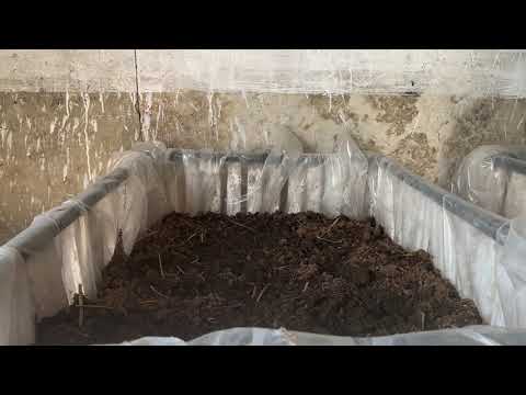 Видео: Черви старатель