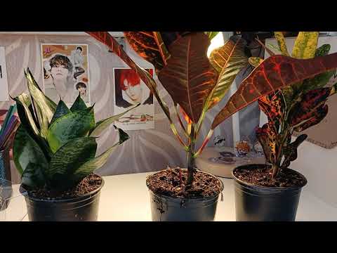 Видео: #Обзор растений из #пятёрочки  🪴 /#комнатныерастения