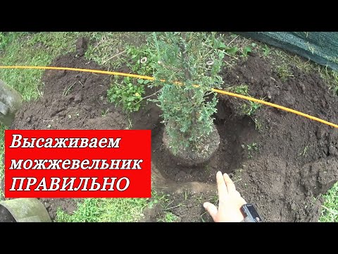 Видео: Высаживаем вечнозеленую изгородь из вертикального можжевельника Блю Эрроу, Скай Рокет - ПРАВИЛЬНО!