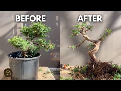 Видео: Как превратить можжевельник из земли в бонсай