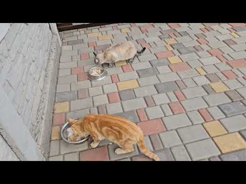 Видео: Нашествие мопеды с котами 🐱