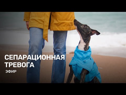 Видео: Собака скулит в одиночестве, портит вещи, тяжело расстается с хозяином. Что делать?