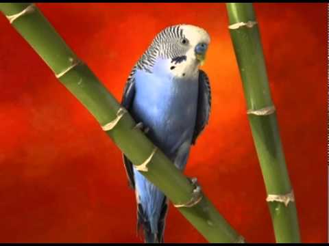 Видео: Пение волнистых попугаев . Singing budgies