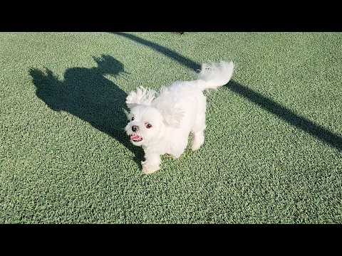 Видео: Хорошее видео, когда вы думаете о том, чтобы пойти с собакой и собакой в подвеску [Часть 1]