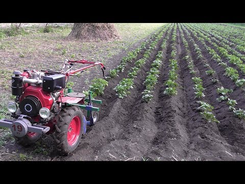 Видео: ВТОРОЕ окучивание картофеля мотоблоком с дисковыми окучниками