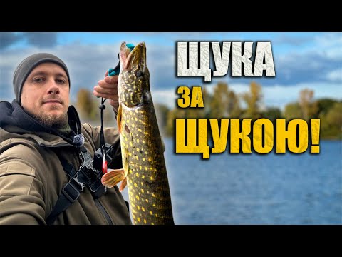 Видео: Як наловити щук серед міста?🎣 Рибалка на спінінг в Києві