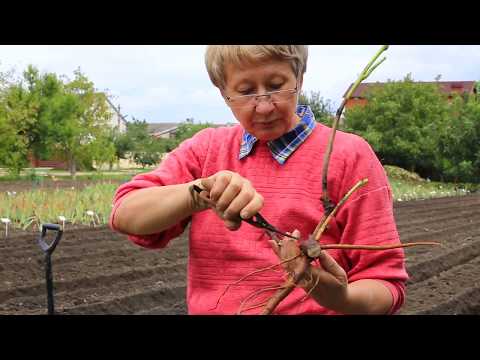 Видео: Деление и пересадка пиона ИТО-гибрида