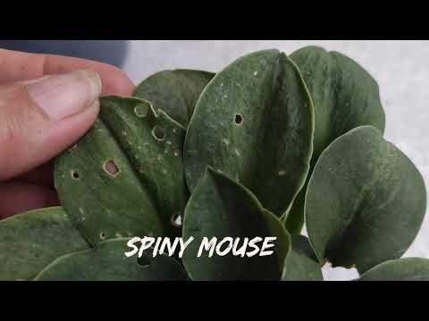 Видео: Распаковка...Пополнение моей коллекции хост 2024...#hosta #mouse #коллекция #новинки#2024