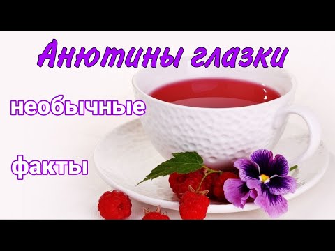Видео: Анютины глазки / необычные факты