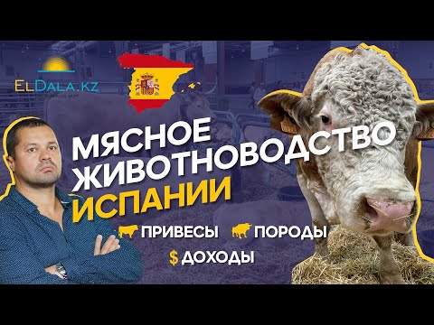 Видео: Как в Испании выстроили систему мясного животноводства? FIGAN 2023