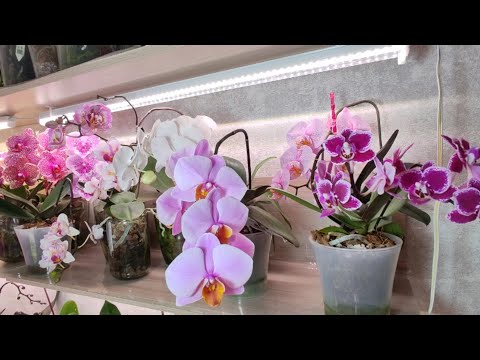 Видео: #46 В продолжение... (#45) Еще немного про подростков🌿 + детка-сюрприз 🌺