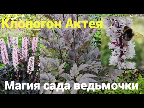 Видео: Король теневого сада – клопогон! Узнай, куда его сажать