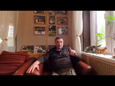 Видео: Воспитание легавой собаки