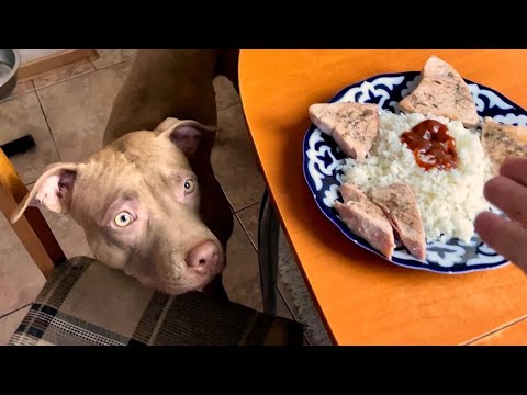 Видео: Питбуль Джина Продам Тунец пальчики оближешь🍣 Прогулки Рецепт оливье