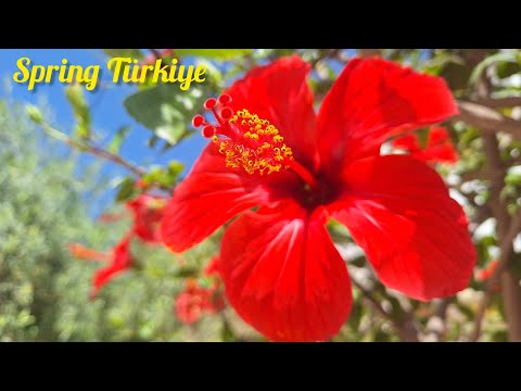 Видео: Весенняя Турция. Моя новая квартира в Ташуджу. Рецепт фаршированных артишоков. Лимонный десерт