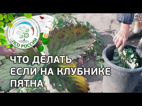 Видео: Белые и бурые пятна на клубнике. Как бороться с белой и бурой пятнистостью клубники.