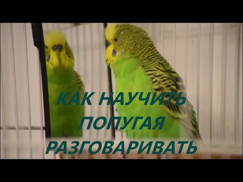 Видео: Как научить попугая разговаривать. How to teach a parrot to talk. English/Chinese SUB ! 如何教鹦鹉说话