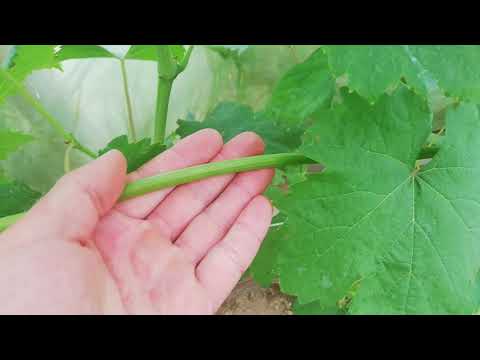 Видео: Как  усмирить жирующий куст 2021.