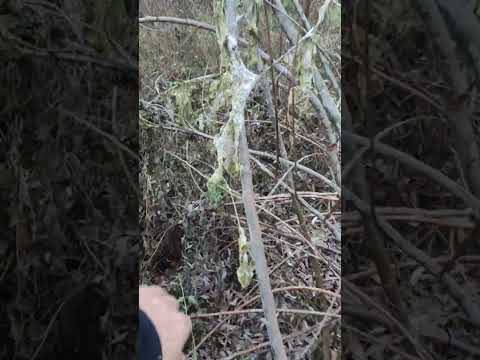 Видео: Перечная мята #травничевство #травник #травница #травы #стезяправи