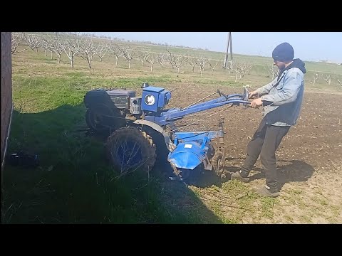 Видео: ❌Прополка міжрядь часнику🧄  фрезою👍